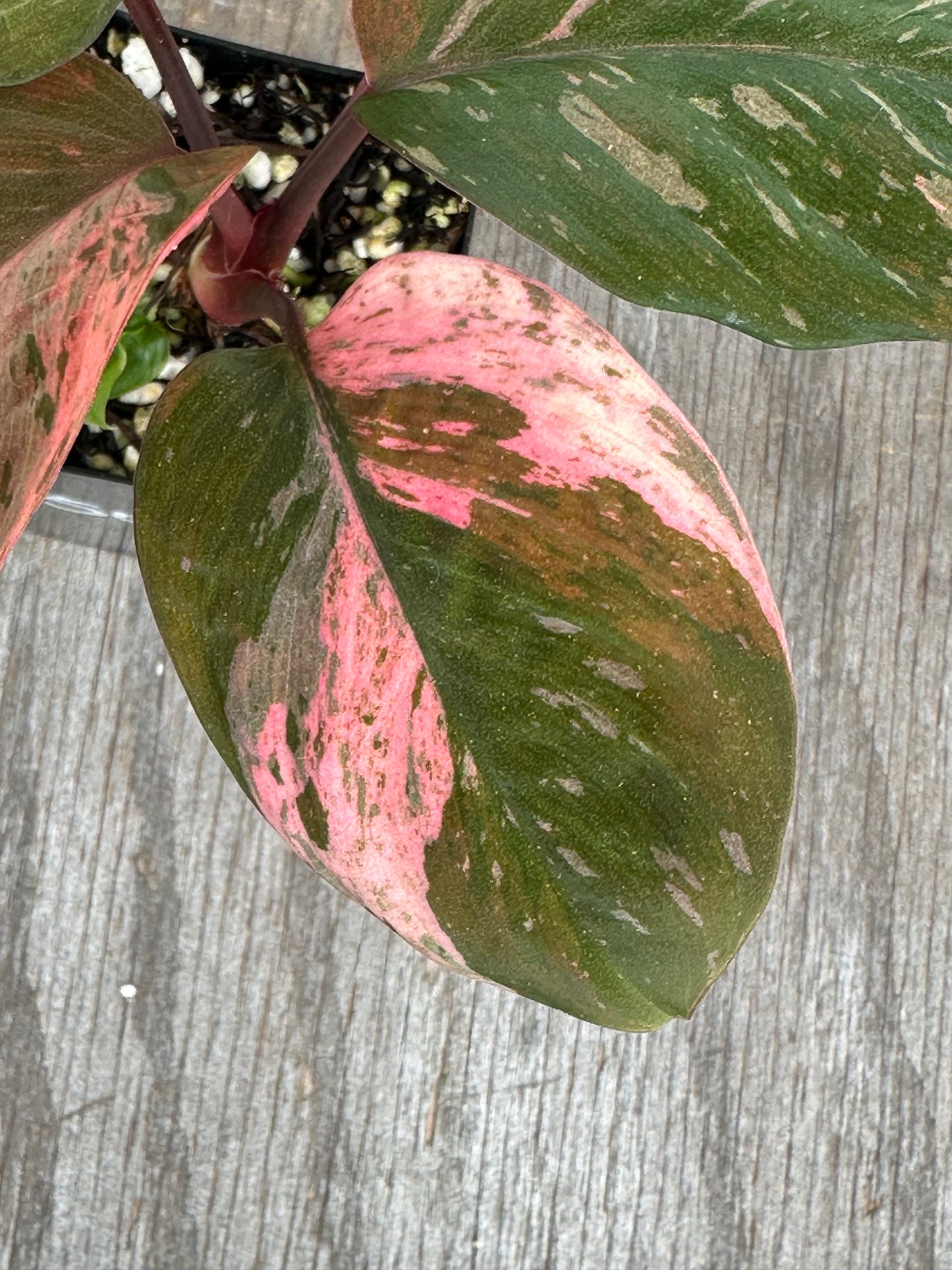 Homalomena Humilis Variegated Pink 727WEB070