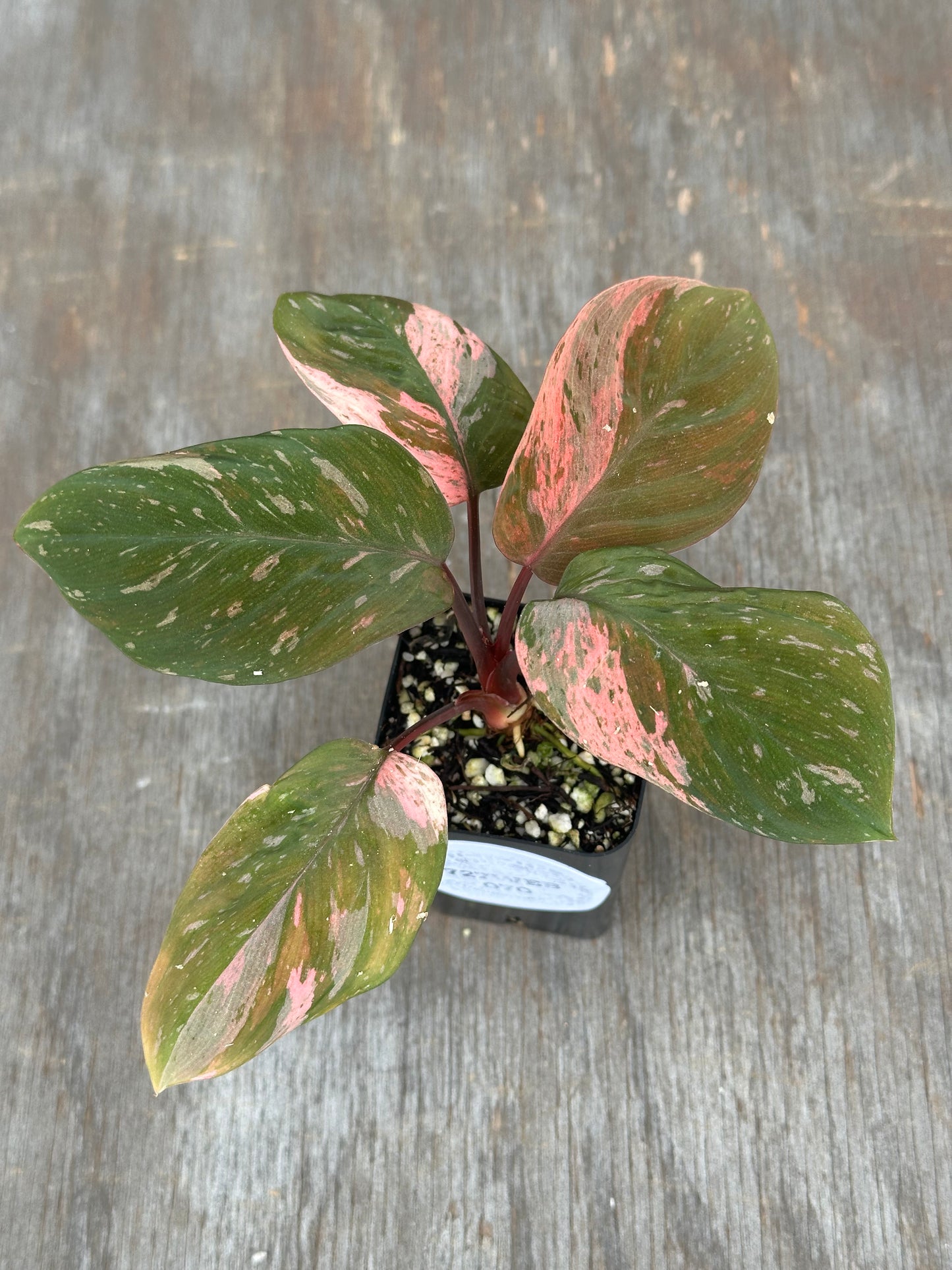 Homalomena Humilis Variegated Pink 727WEB070