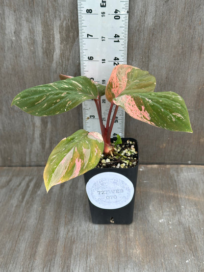 Homalomena Humilis Variegated Pink 727WEB070