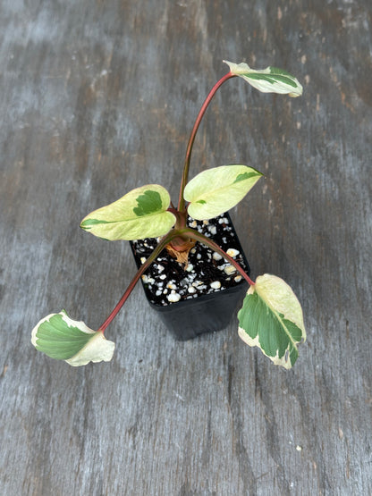 Homalomena Rubescens 'Marshmallow'