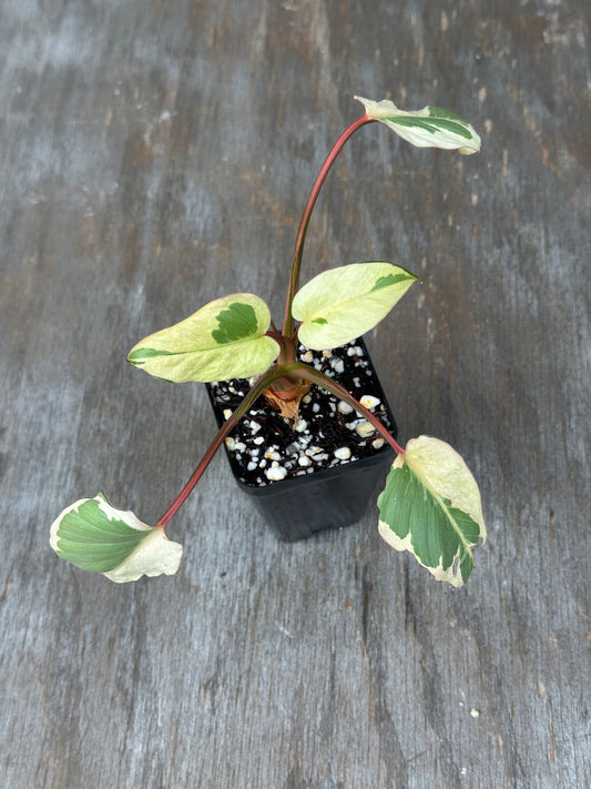 Homalomena Rubescens 'Marshmallow'