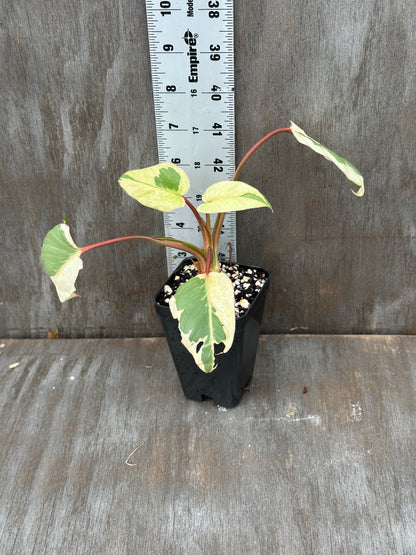Homalomena Rubescens 'Marshmallow'