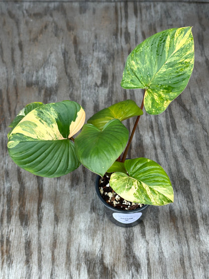 Variegated Homalomena Rubescens in a 4-inch pot, showcasing distinct green and white leaves, ideal for exotic houseplant enthusiasts.