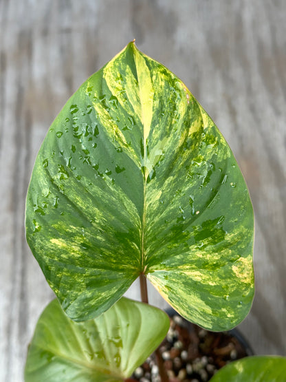 Close-up of a Variegated Homalomena Rubescens leaf in a 4-inch pot, showcasing its unique pattern and texture, available at Next World Exotics.