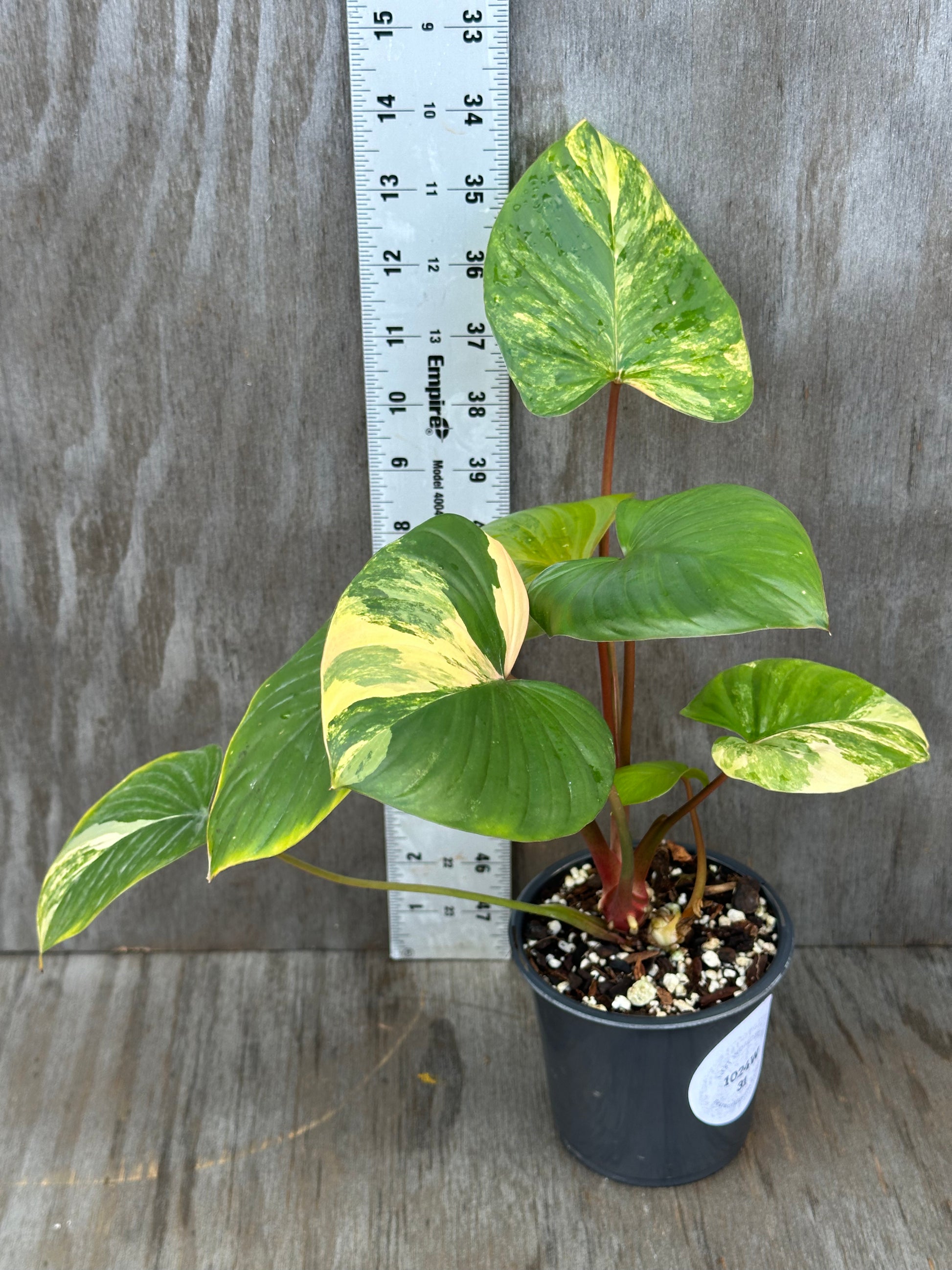 Homalomena Rubescens Variegated (1024W31) in a 4-inch pot, showcasing its distinct variegated leaves beside a measuring ruler for scale.