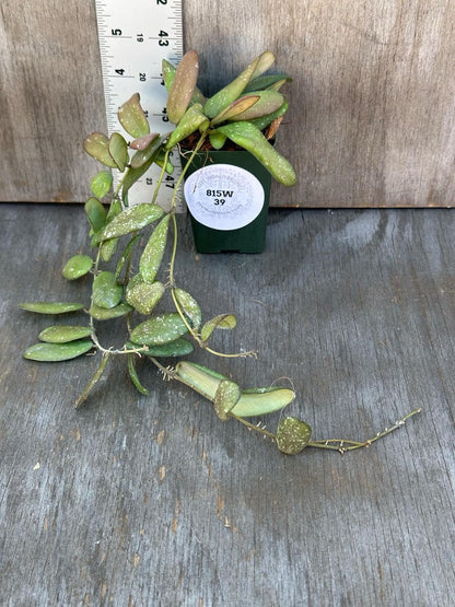 Hoya sp. GPS-7240 in a 2.25-inch pot with thick, succulent leaves and greenish-gold variegation, shown next to a ruler for size reference.