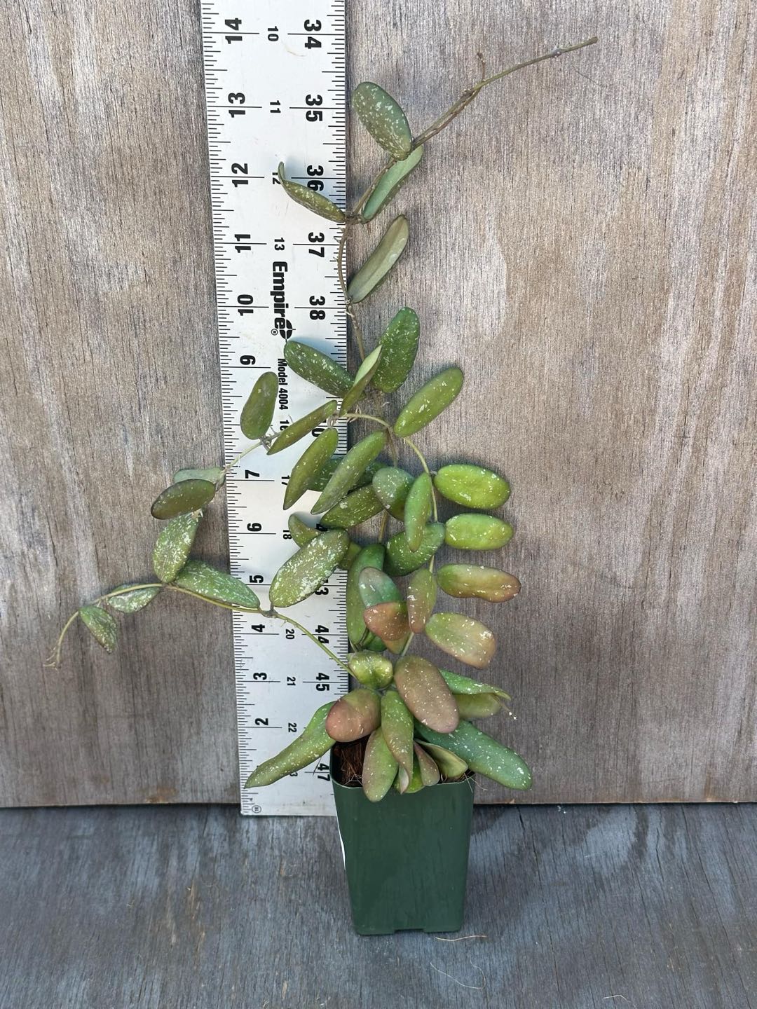 Hoya sp. GPS-7240 plant in a 2.25-inch pot shown next to a ruler for scale.