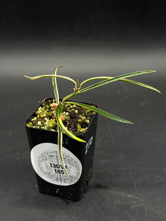 Hoya acicularis ‘Albomarginata’ (130V 185) features variegated needle-like leaves in a 2.25-inch black pot, ideal for exotic houseplant enthusiasts.