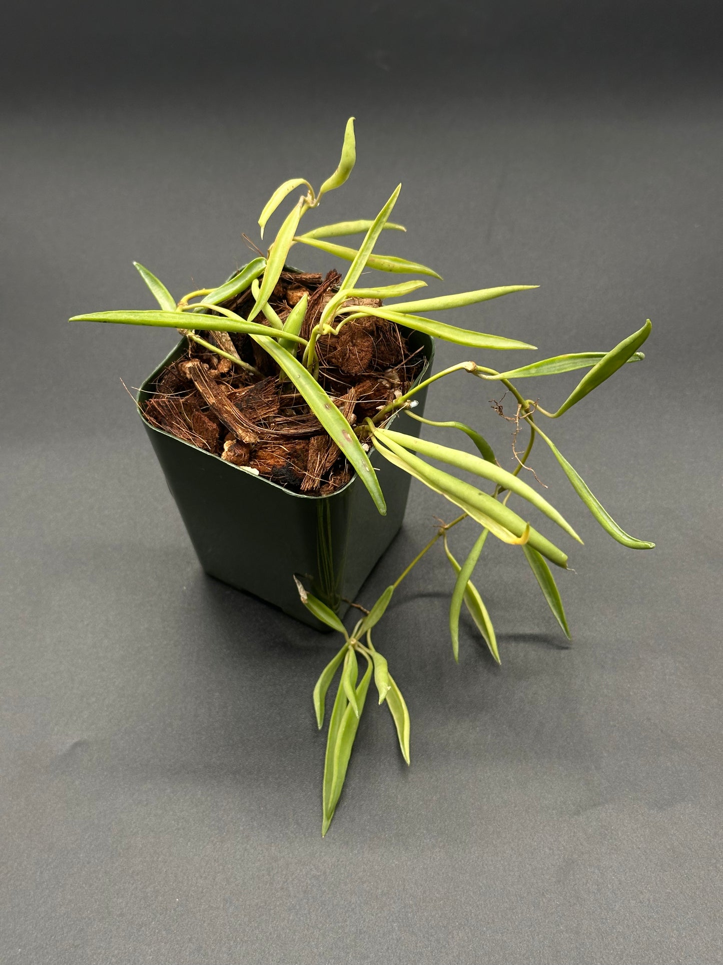 Hoya Acicularis Mutate in a 2.25-inch pot, unique tropical houseplant ideal for collectors, emphasizing its rare and exotic nature from Next World Exotics.