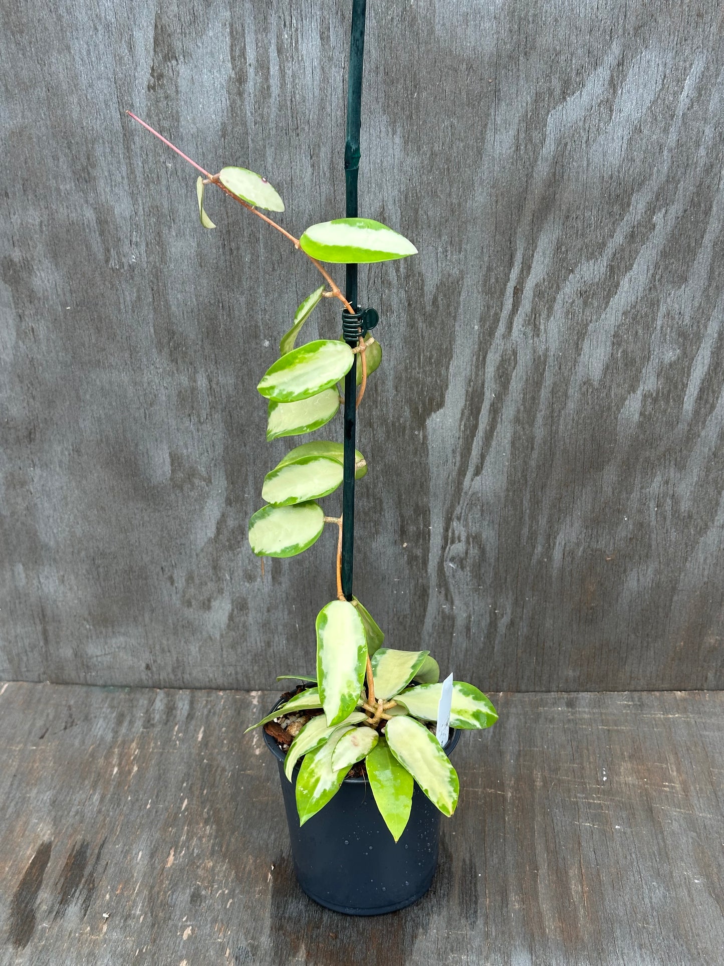 Hoya Acuta Variegated White 803WEB018