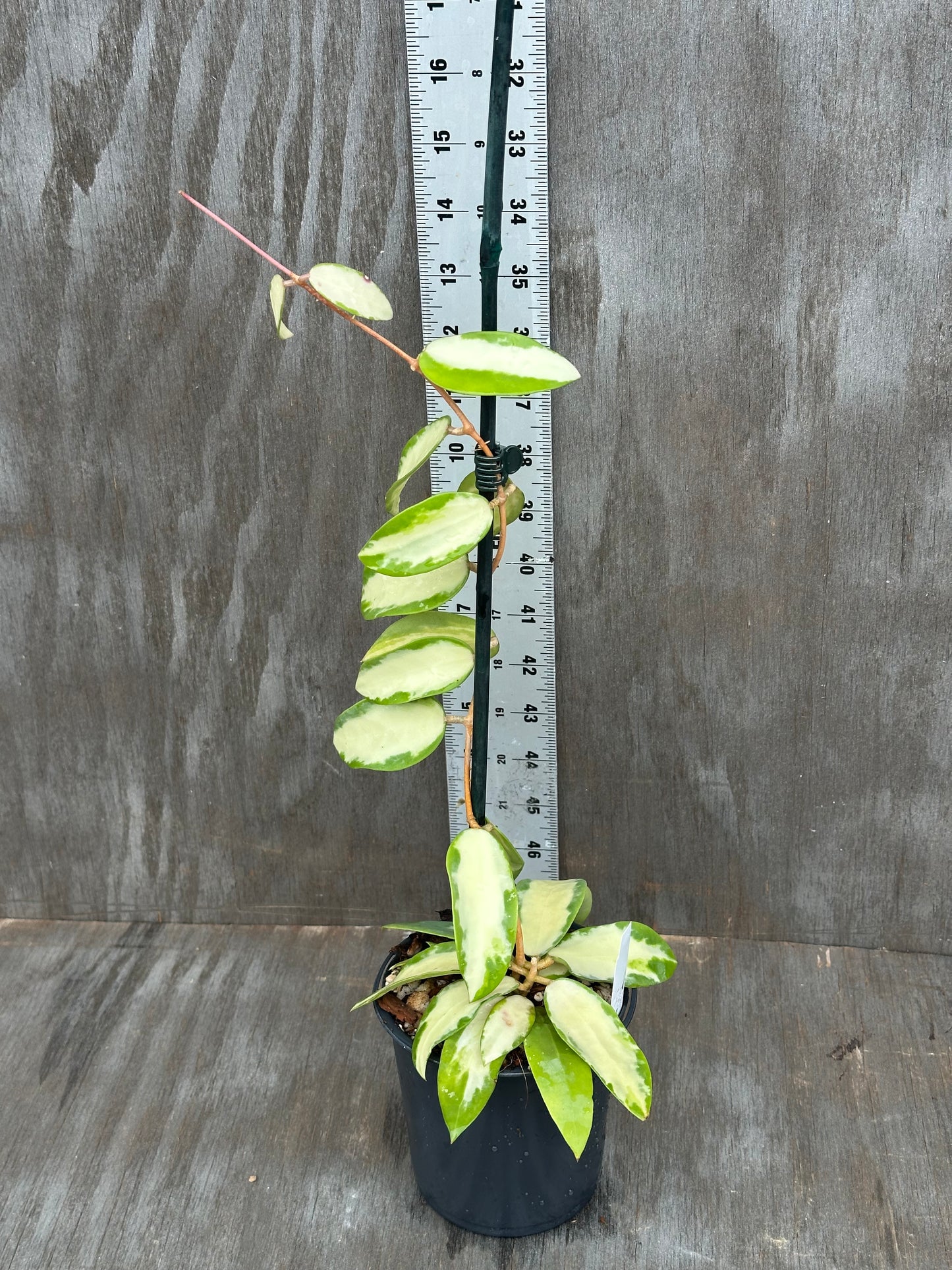 Hoya Acuta Variegated White 803WEB018
