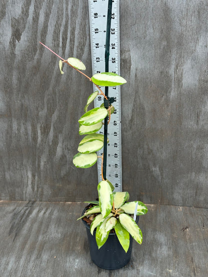 Hoya Acuta Variegated White 803WEB018