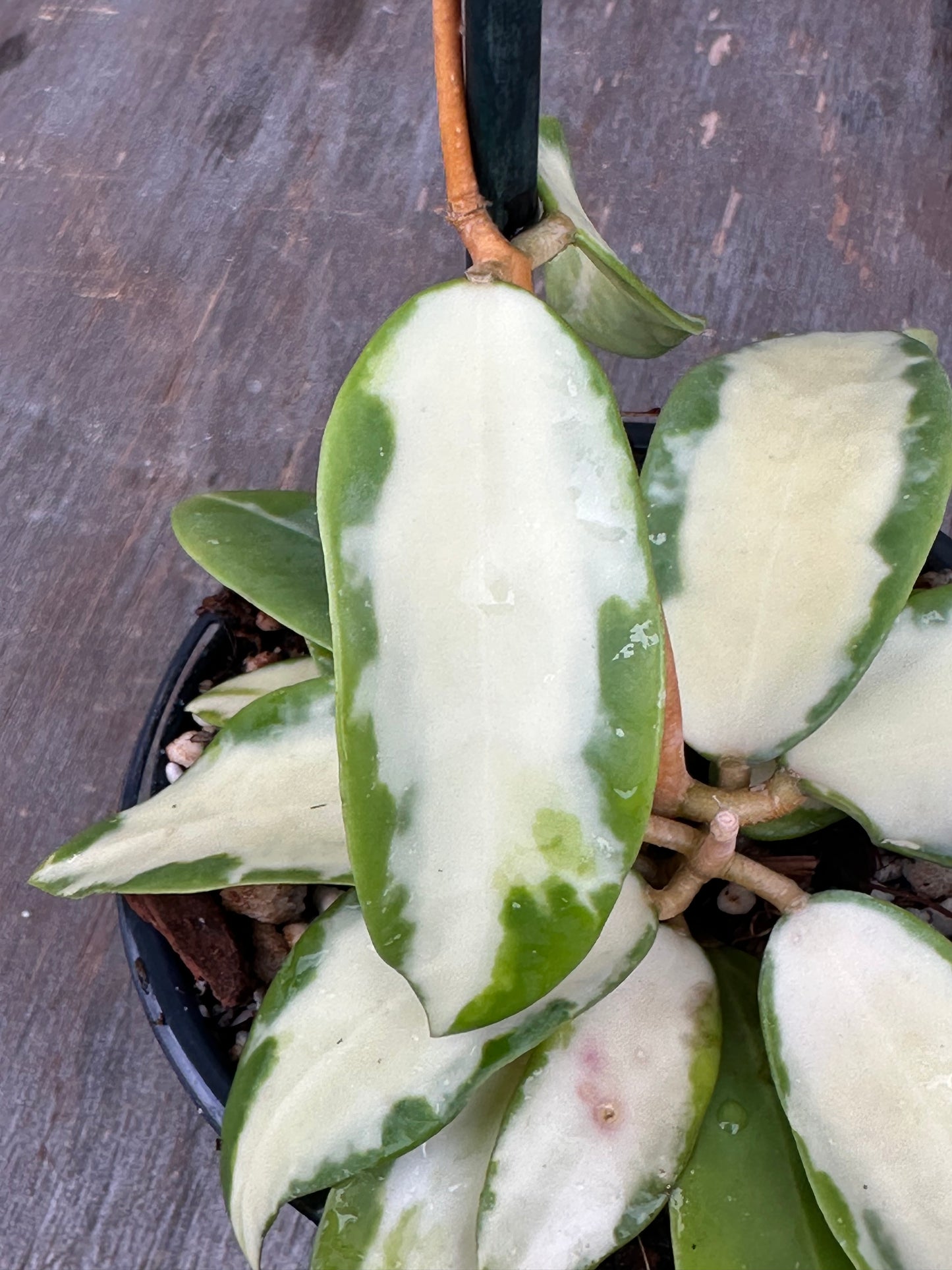 Hoya Acuta Variegated White 803WEB018