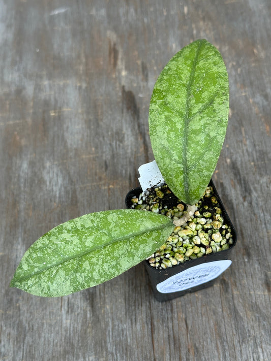 Hoya Aff Lambii 'Slm 02' 727WEB044