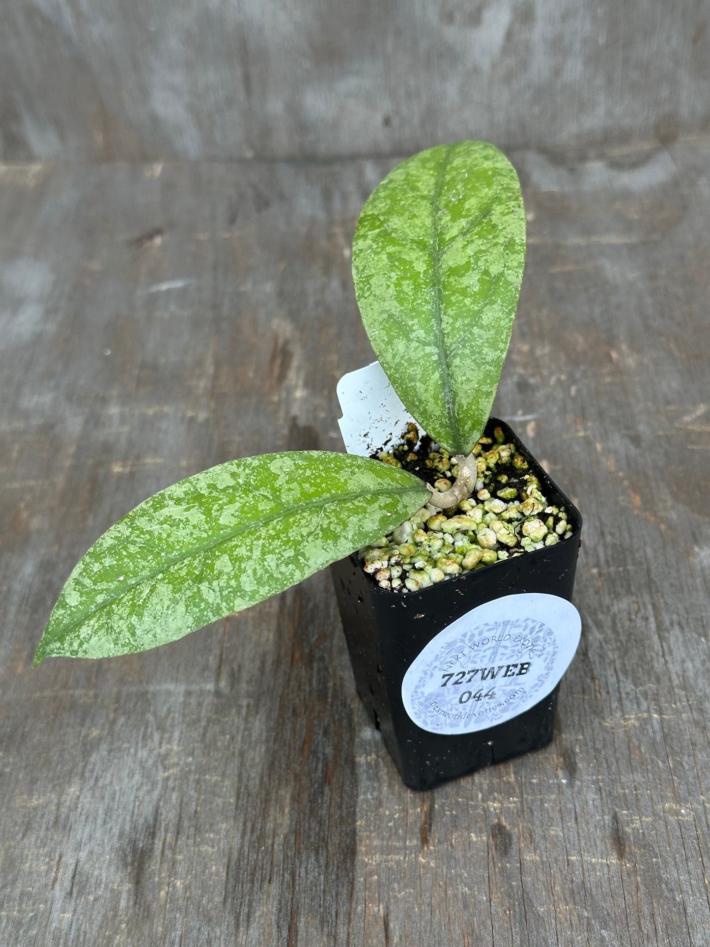 Hoya Aff Lambii 'Slm 02' 727WEB044