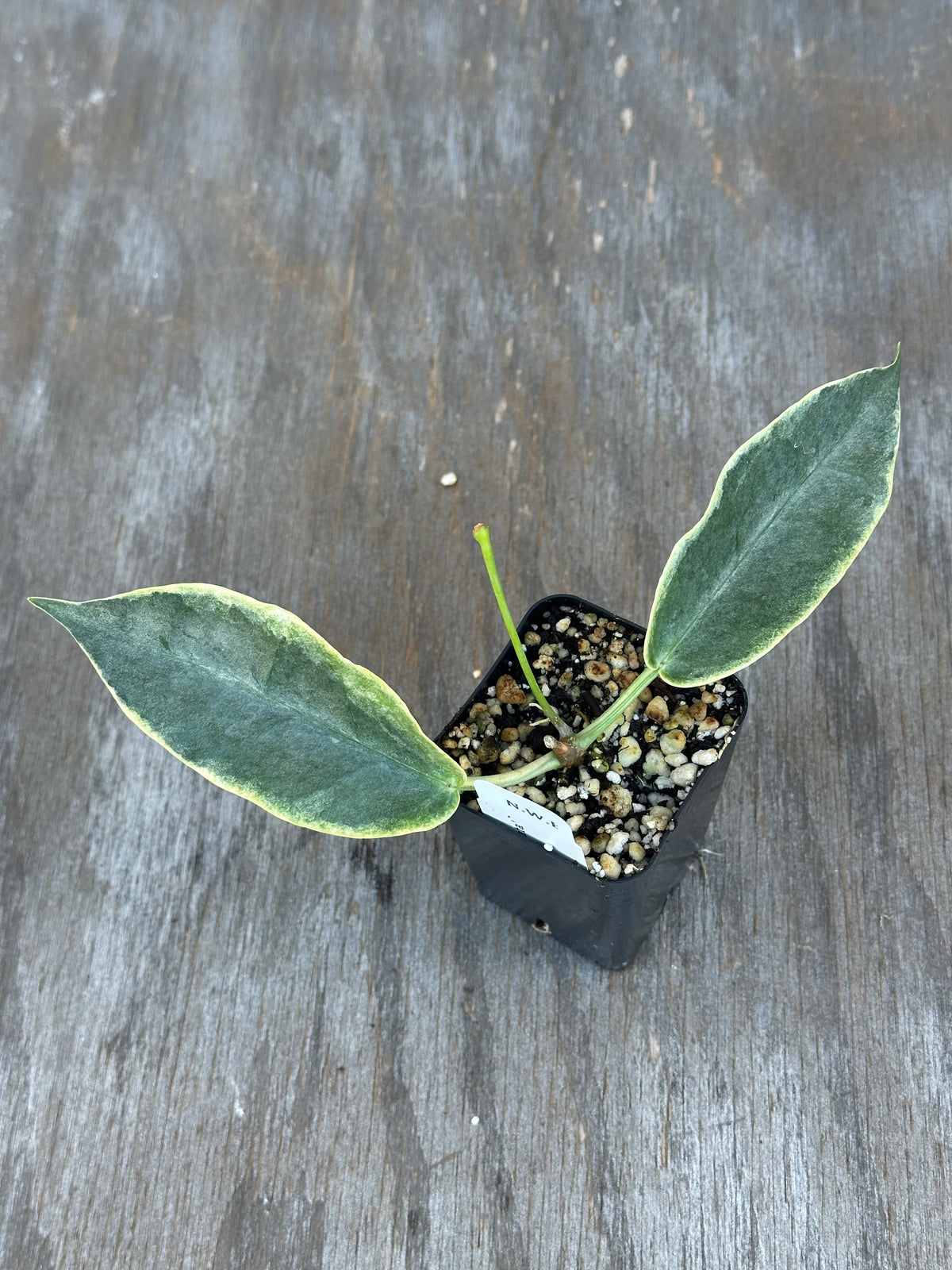 Hoya Archiboldiana Albomarginata