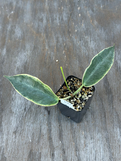 Hoya Archiboldiana Albomarginata
