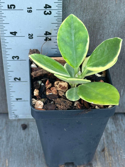 Hoya Australis Albomarginata (HAA1) 🌱 in a 2.5-inch pot, featuring oval leaves with mixed green, cream, and sometimes red hues.