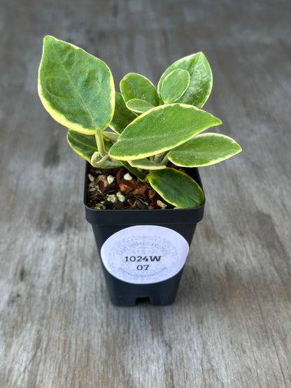 Hoya Australis Albomarginata in a 2.5-inch pot, showcasing lush green leaves. Ideal for beginners, this houseplant is easy to grow and maintain.