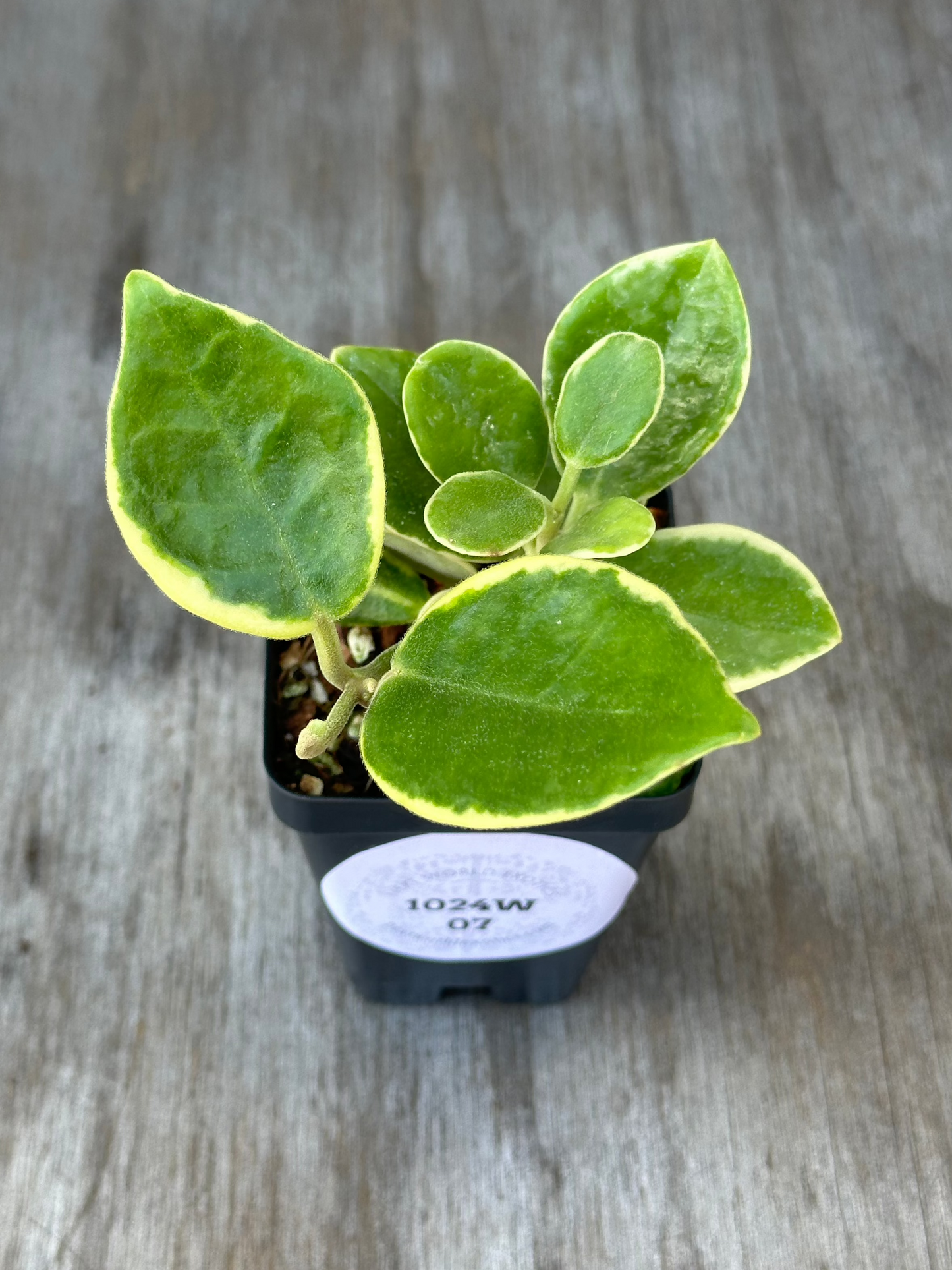 Hoya Australis Albomarginata in a 2.5-inch pot, showcasing oval leaves with green and cream variations. Ideal for indoor gardening and beginner plant enthusiasts.