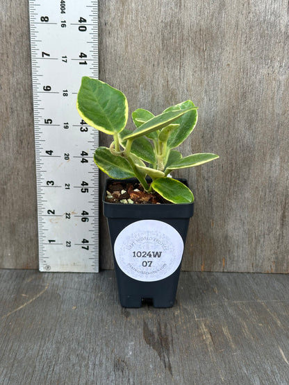 Hoya Australis Albomarginata in a 2.5-inch pot with a ruler for scale, showcasing its oval leaves and compact growth.