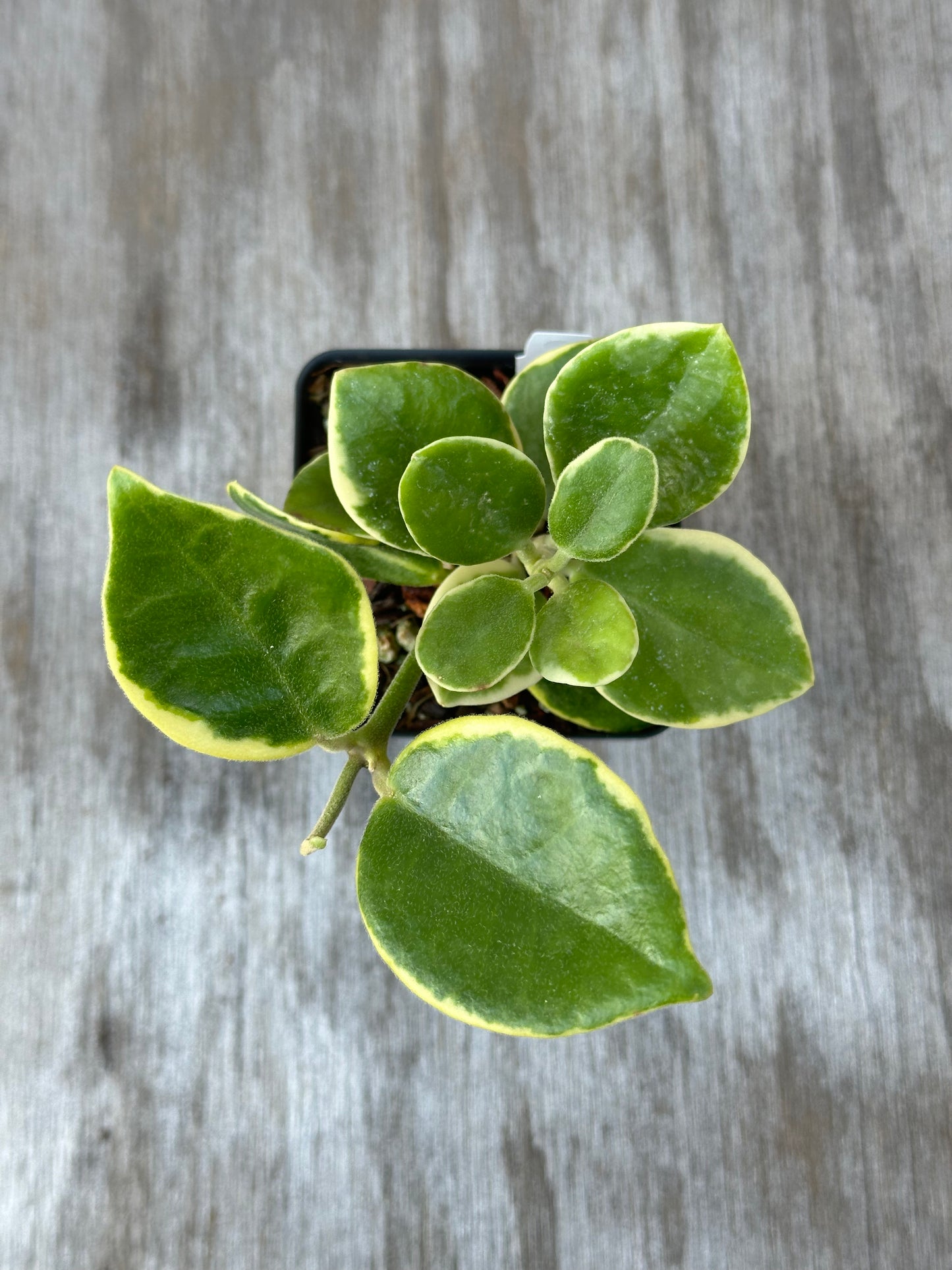 Hoya Australis Albomarginata in a 2.5-inch pot, showcasing lush oval leaves with a green and cream pattern, perfect for indoor plant enthusiasts.