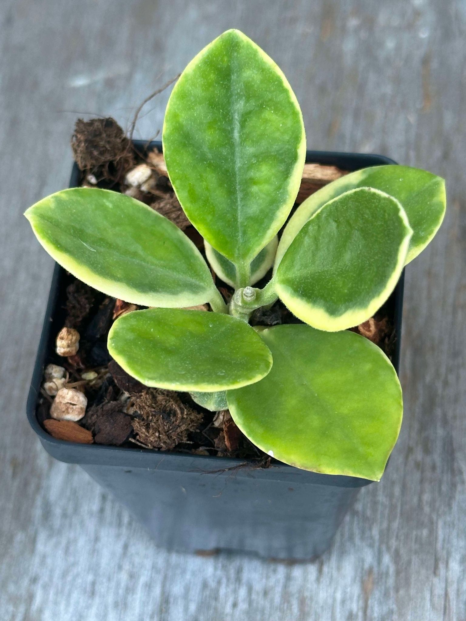 Hoya Australis Albomarginata (HAA1) 🌱 in a 2.5-inch pot, showcasing lush green and cream variegated leaves, ideal for easy indoor cultivation.