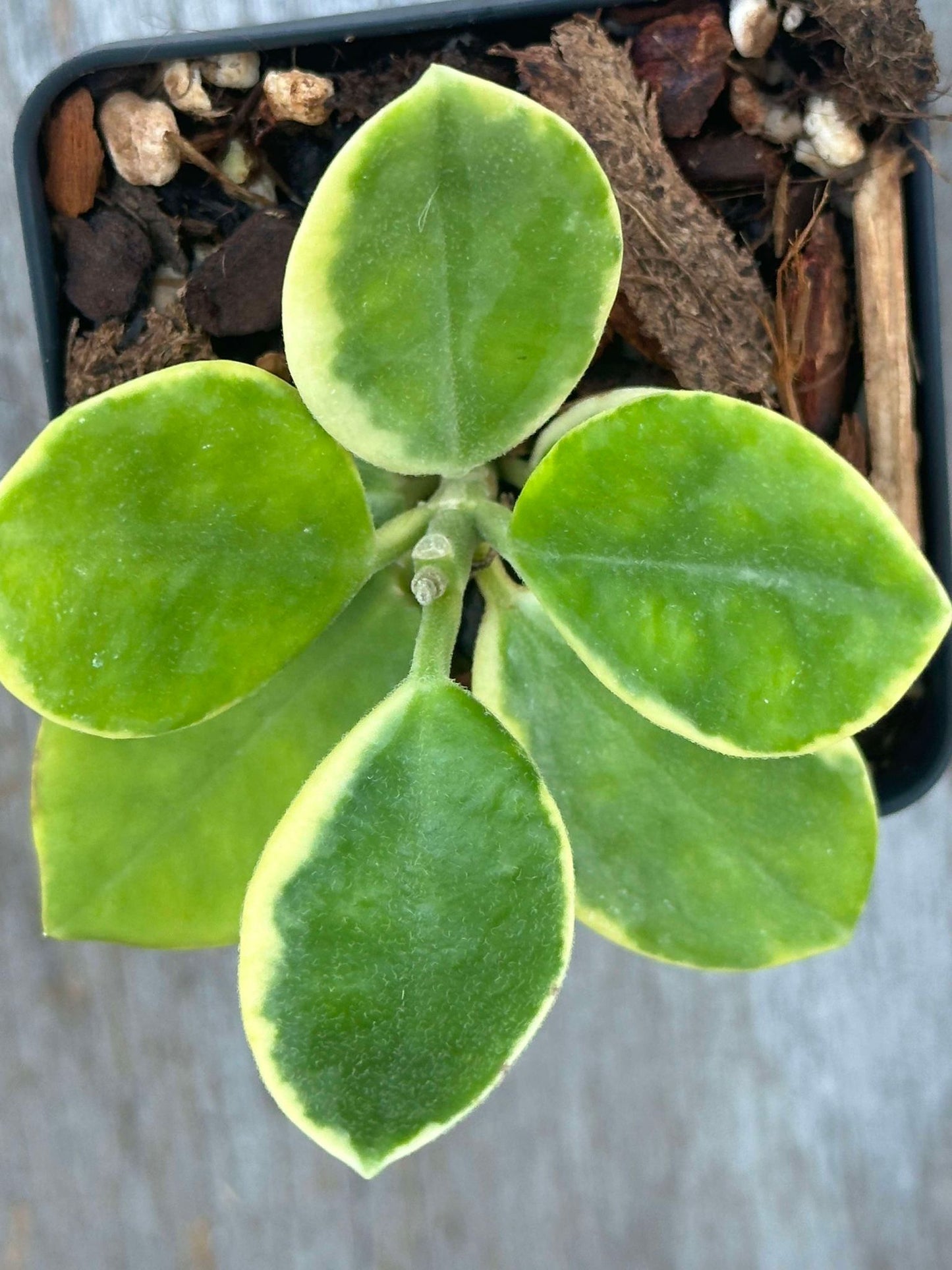 Hoya Australis Albomarginata (HAA1) 🌱 in a 2.5-inch pot, showcasing close-up views of its distinctive oval leaves with green and cream variegation.