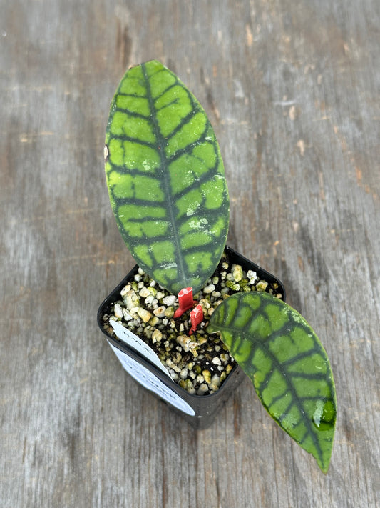 A small potted plant with two green leaves featuring dark green to black variegated veining, growing in a black square pot filled with perlite and soil, placed on a weathered gray wooden surface.