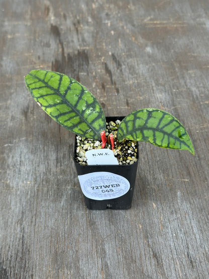 Hoya Callistophylla 'Black Cat' 727WEB045