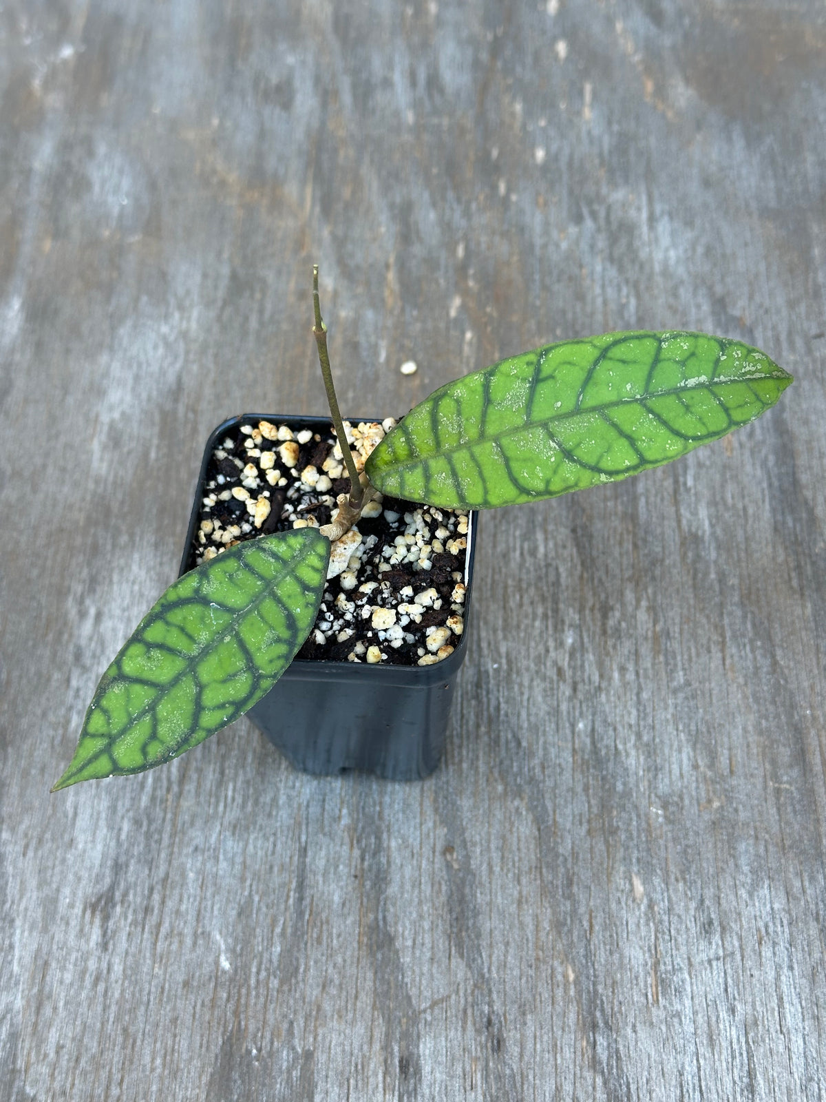 Hoya Callistophylla 'Pink Splash'