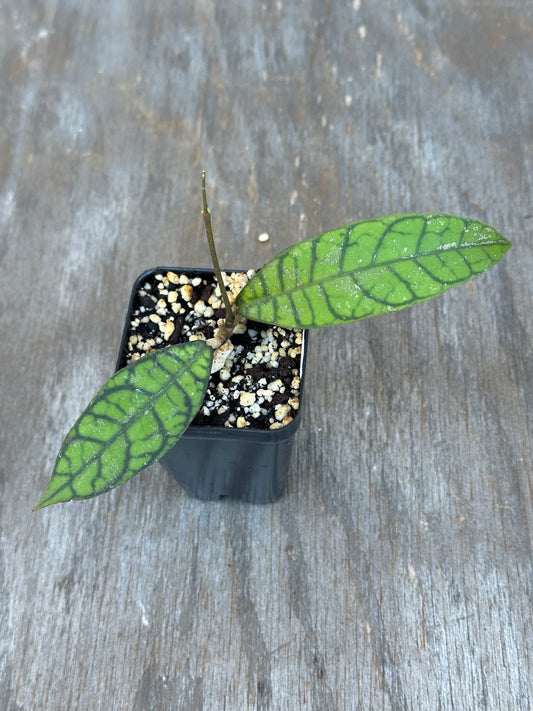 Hoya Callistophylla 'Pink Splash'