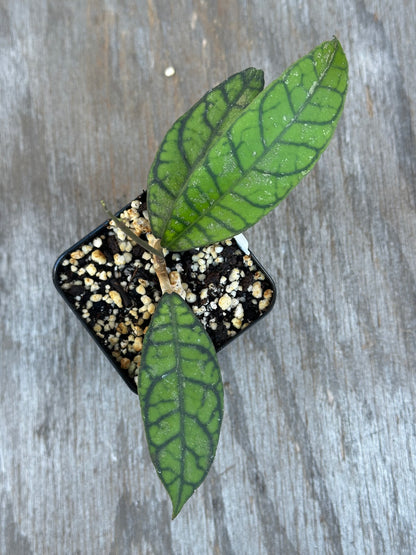 Hoya Callistophylla 'Pink Splash'