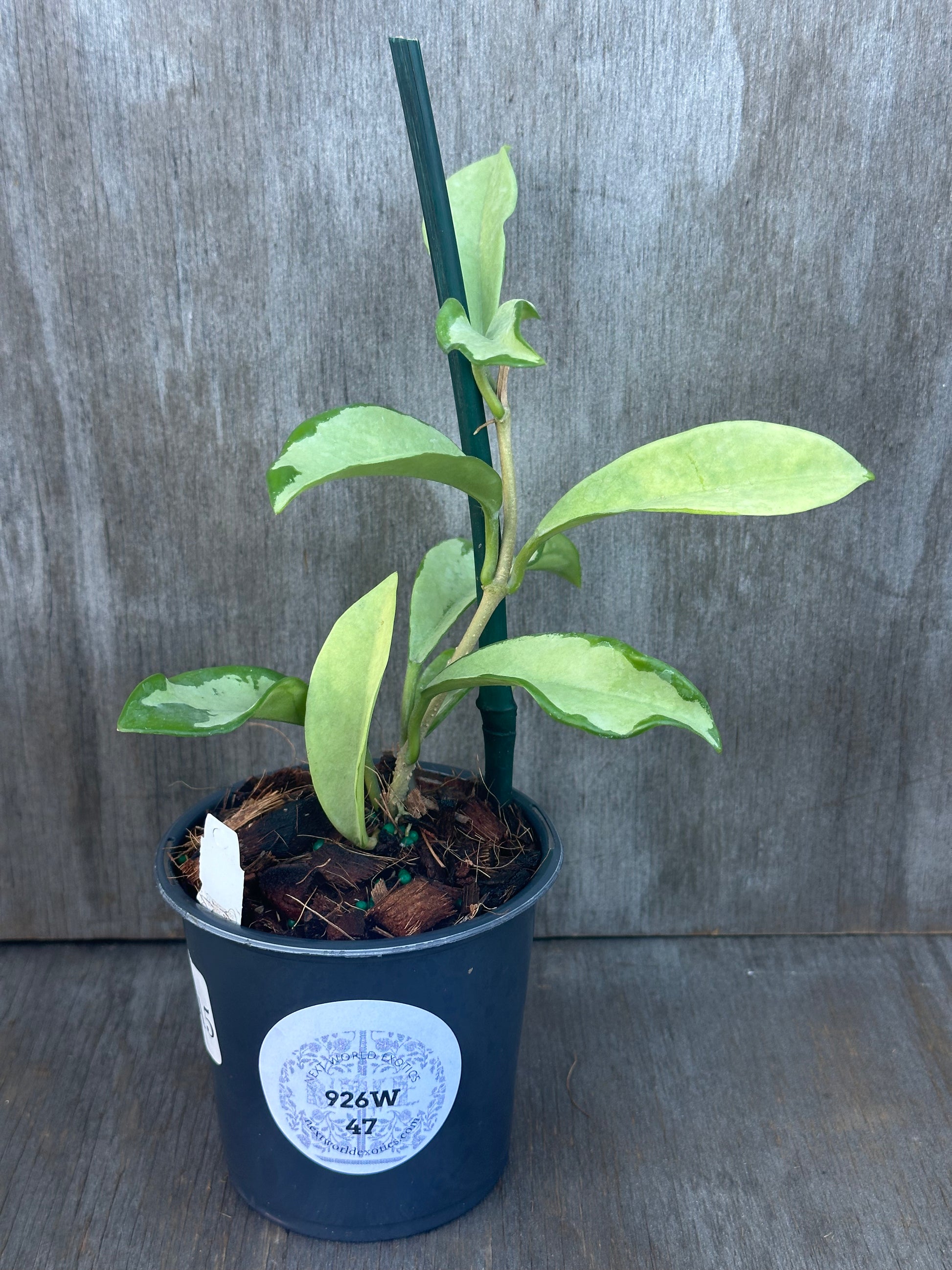 Hoya Carnosa AH-074 in a pot with a white sticker, featuring lush green leaves. Available at Next World Exotics for rare variegated tropical houseplants.