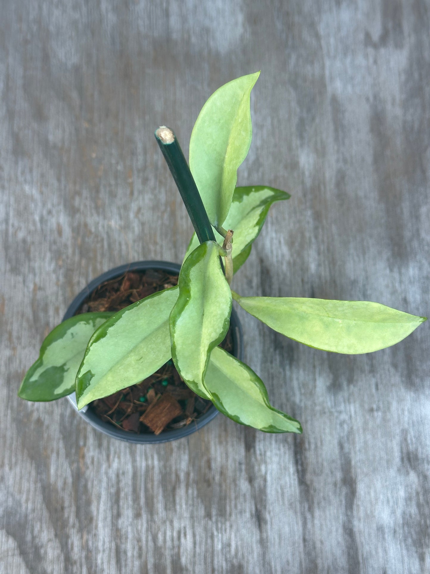 Hoya Carnosa AH-074 in a decorative pot, showcasing lush, variegated green leaves. Exotic houseplant ideal for collectors and enthusiasts.