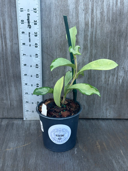 Hoya Carnosa AH-074 in a pot next to a ruler for scale, showcasing a sticker with care information.