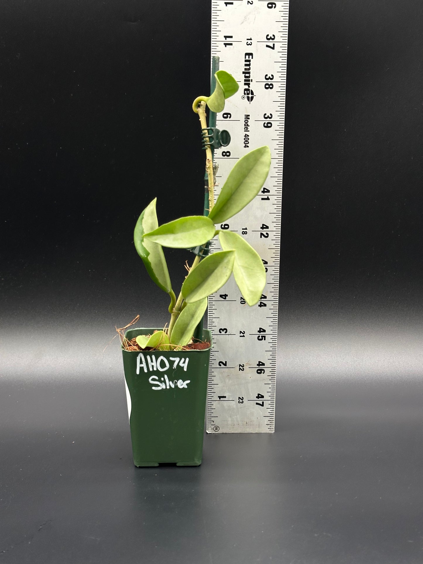 Hoya Carnosa AH-074 'Full Silver' in a 4-inch pot, displayed next to a ruler, showcasing its established growth and unique variegation.