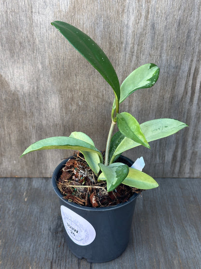 Hoya Carnosa AH-074 'Full Silver' staked in a 4-inch pot, showcasing its lush leaves, ideal for indoor exotic plant enthusiasts.