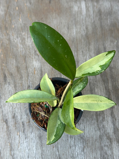 Hoya Carnosa AH-074 'Full Silver' staked in a 4-inch pot, showcasing lush, variegated leaves, ideal for exotic houseplant enthusiasts.