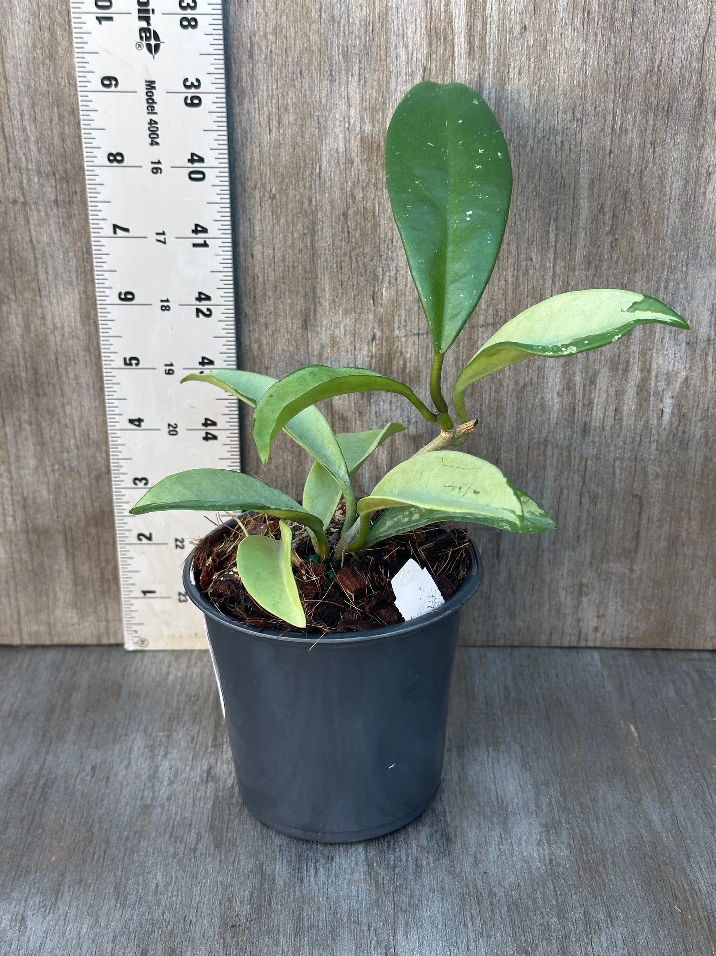 Hoya Carnosa AH-074 'Full Silver' in a 4-inch pot, staked, showcasing lush green leaves. Available at Next World Exotics for rare plant enthusiasts.