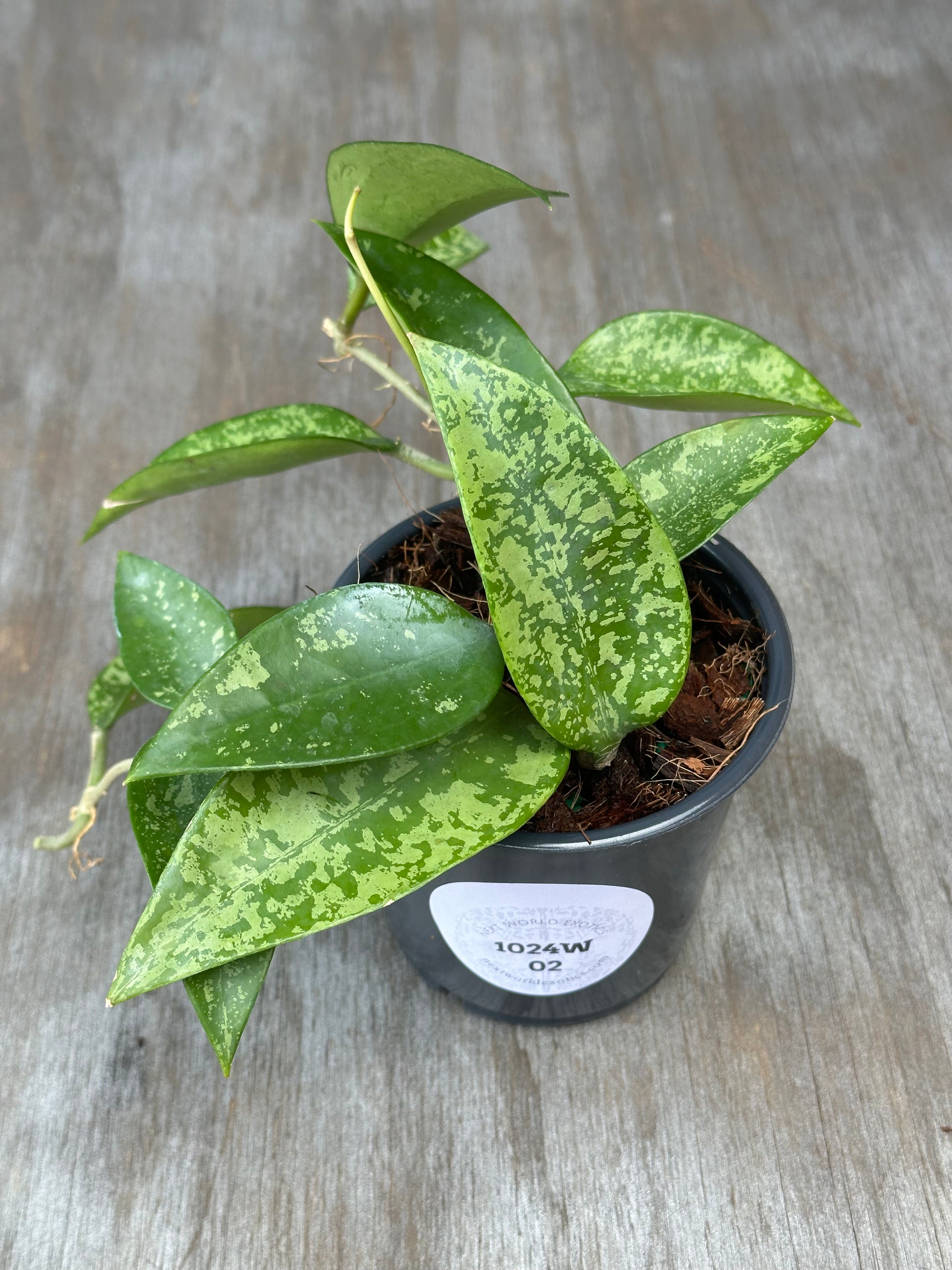 Hoya Carnosa AH-074 Silver in a 4-inch pot, staked with vibrant green leaves; ideal for exotic houseplant enthusiasts.