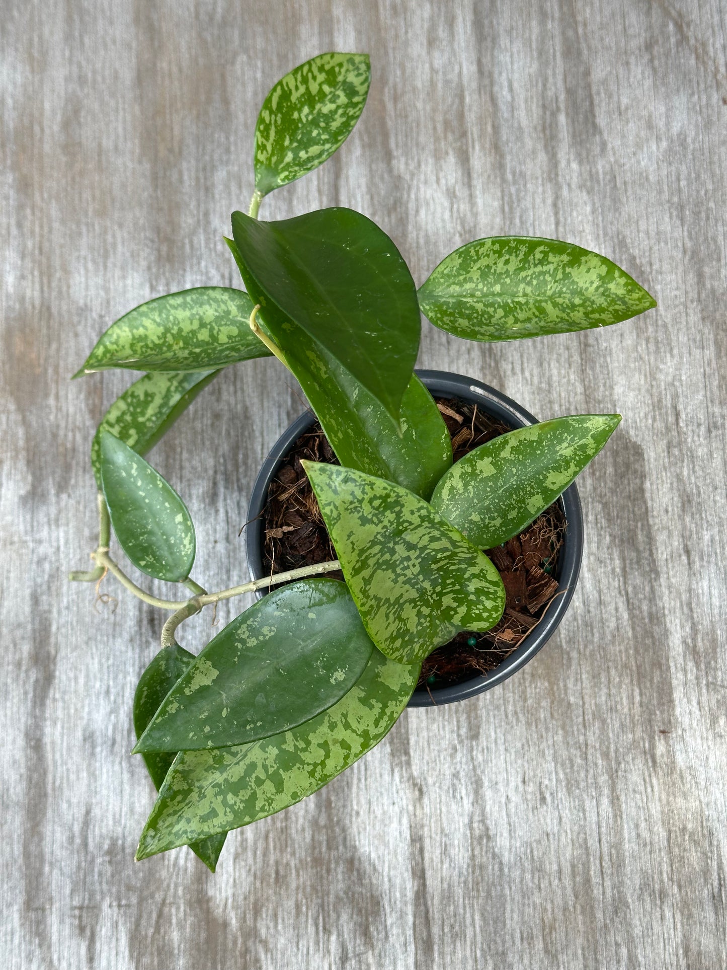 Hoya Carnosa AH-074 Silver in a 4-inch pot, showcasing lush, green leaves. Featured as part of Next World Exotics' rare houseplant collection.