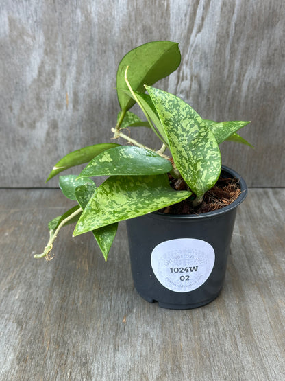 Hoya Carnosa AH-074 Silver in a 4-inch black pot with a white label, showcasing lush green leaves. Perfect for exotic houseplant enthusiasts.