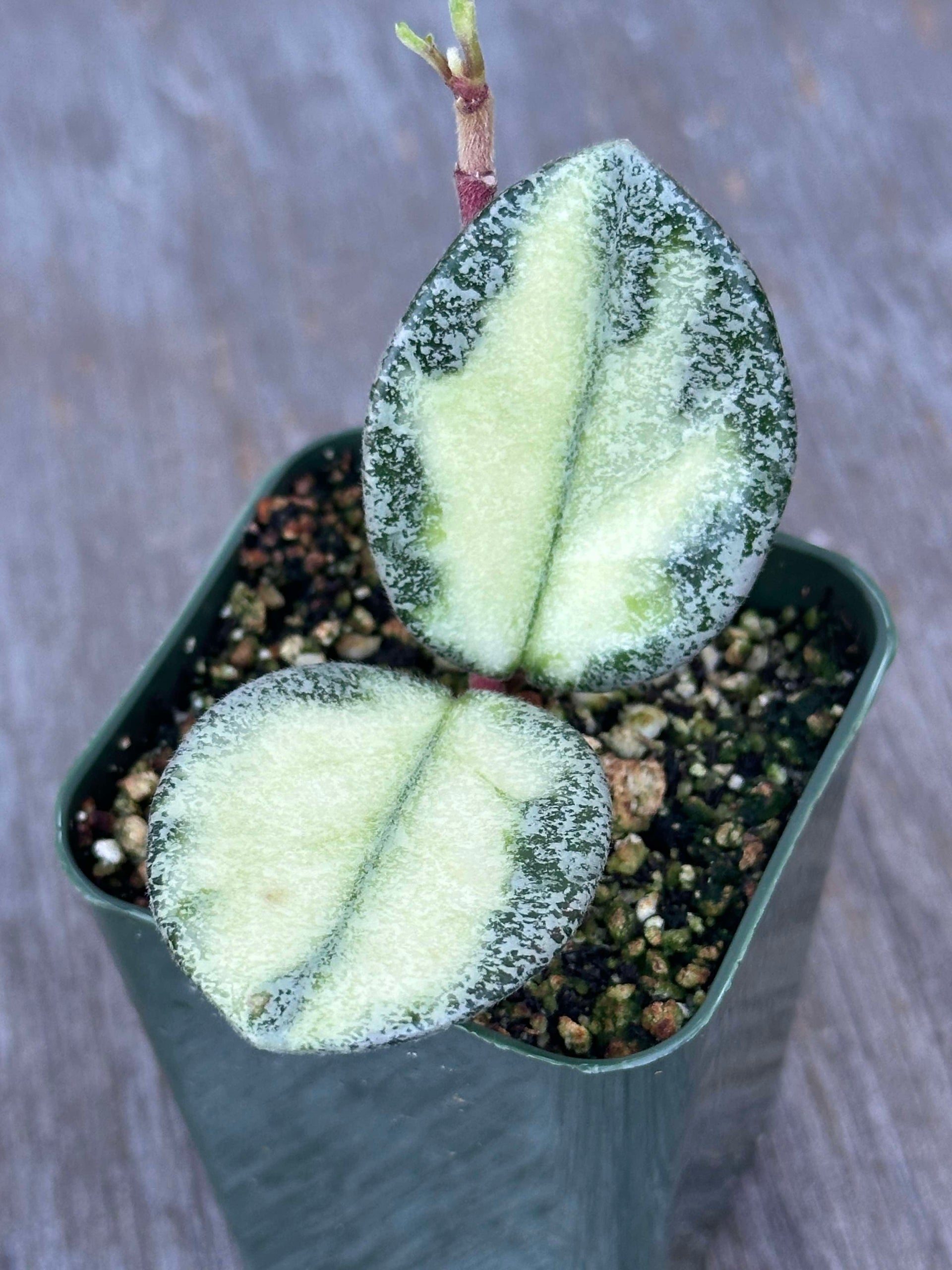 Hoya 