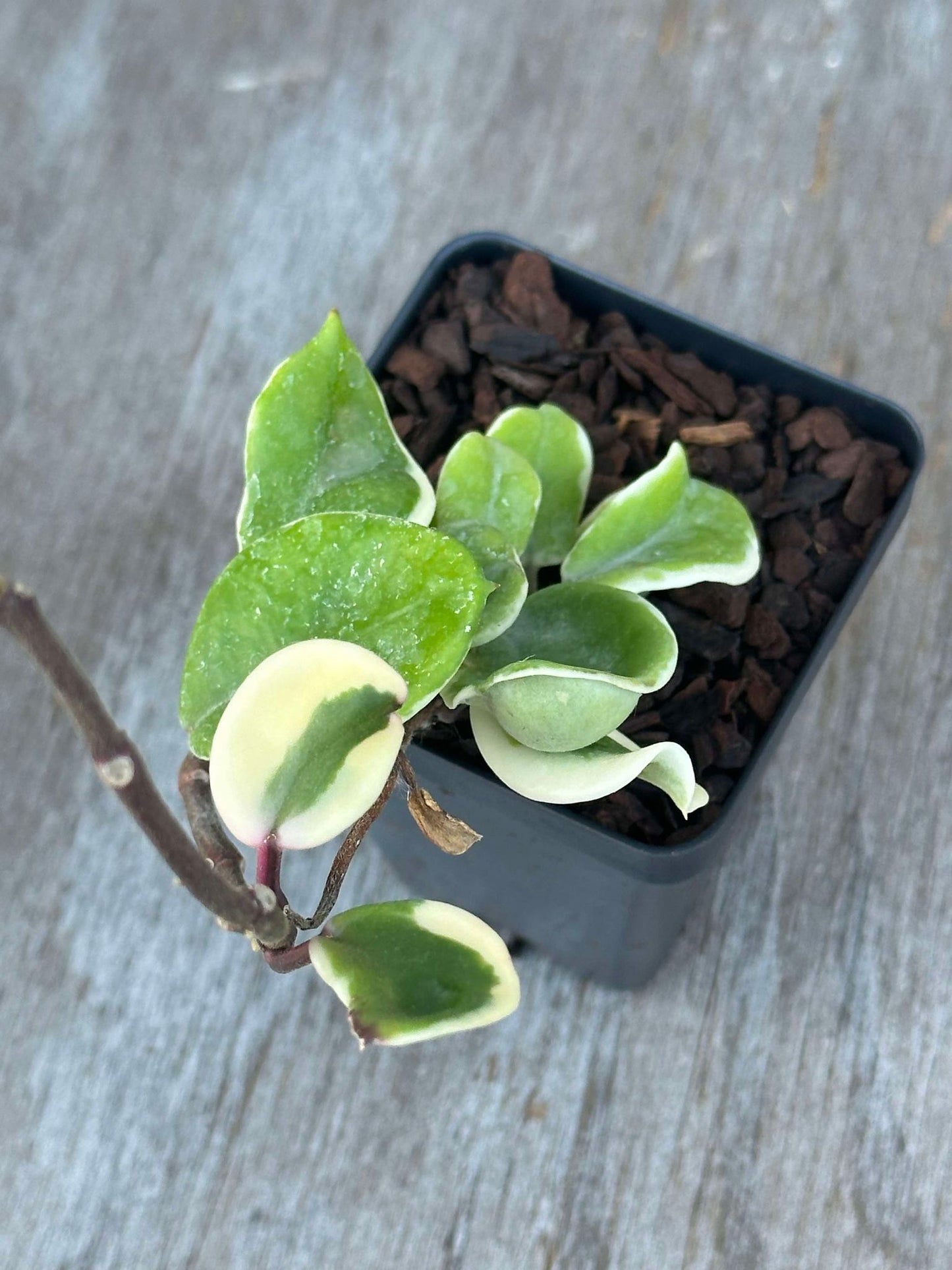 Hoya Carnosa 'Holliana' (HCH1) 🌱 - A compact houseplant with small, rippled leaves in a 2.5-inch pot, perfect for indoor greenery enthusiasts.