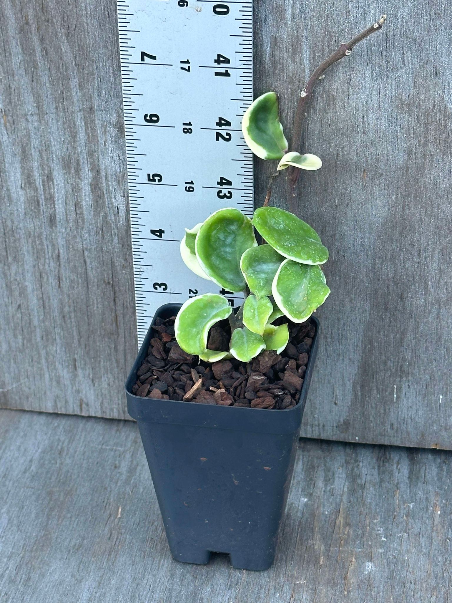 Hoya Carnosa 'Holliana' (HCH1) 🌱 in a small pot next to a ruler, showcasing its compact, variegated leaves.