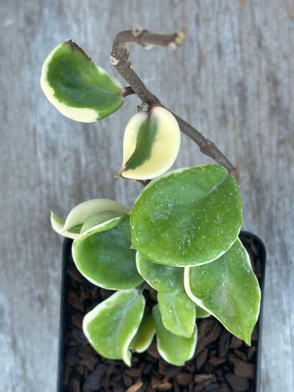 Hoya Carnosa 'Holliana' (HCH1) 🌱 in a 2.5-inch pot, showcasing rippled leaves with white variegation, perfect for indoor cultivation.