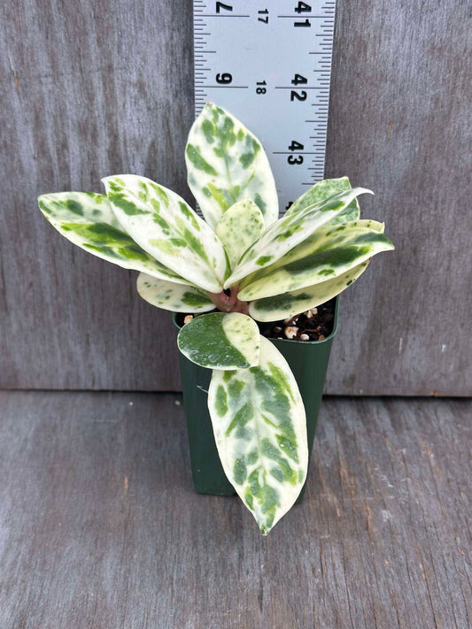 Hoya Carnosa Madara 'Snow Angel' (HCMSA1) in a 2.25-inch pot, showcasing its distinctive green and white variegated leaves.