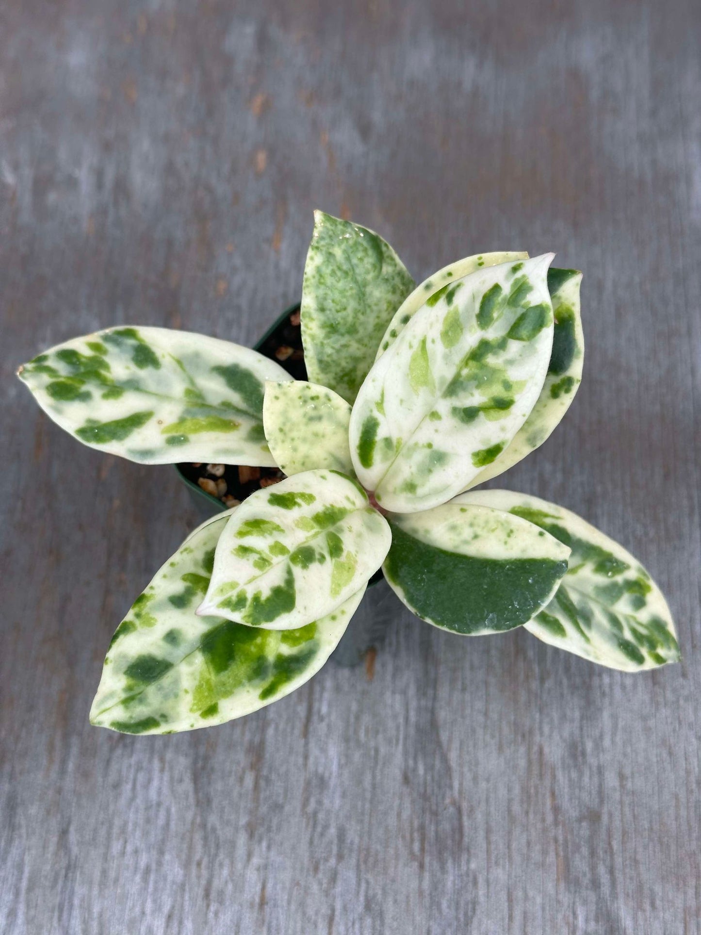 Hoya Carnosa Madara 'Snow Angel' (HCMSA1) 🌱 displayed in a 2.25-inch pot, showcasing its striking green and white foliage.