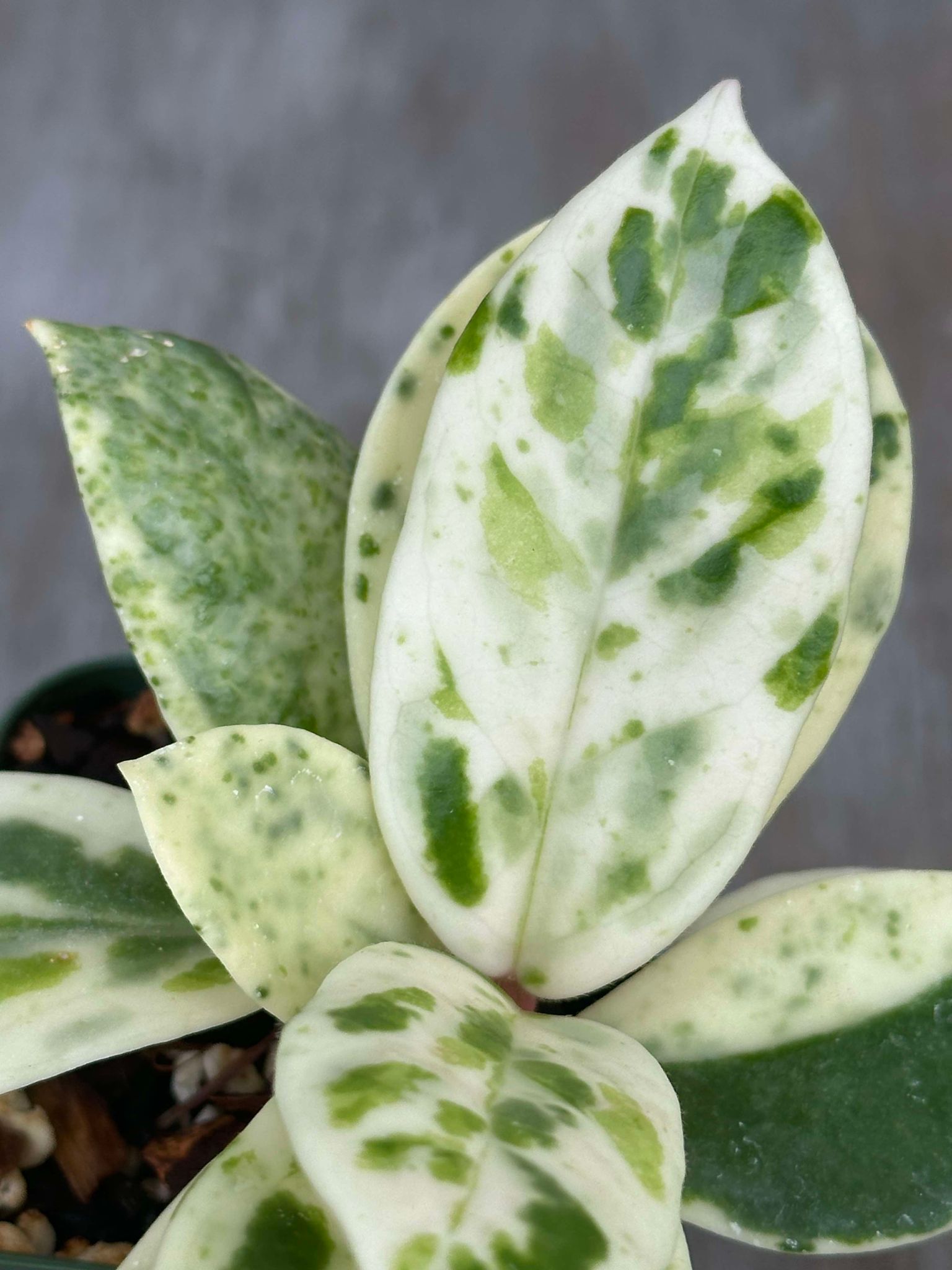 Hoya Carnosa Madara 'Snow Angel' (HCMSA1) 🌱 in a 2.25-inch pot, featuring striking close-up foliage with green and white leaves.